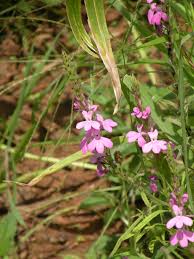 Image result for Striga hermonthica