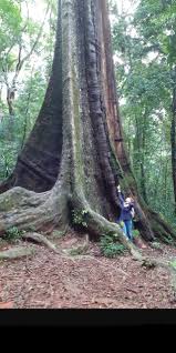 Image result for Cyathea mildbraedii