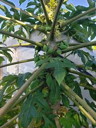 Image result for Vasconcellea pubescens