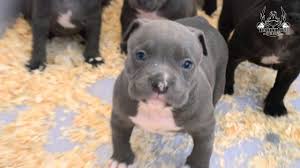 Find local bully in dogs and puppies in the uk and ireland. American Bully Pitbull Blue Puppies For Sale Youtube