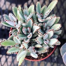 This link will take you to a site that has all the plants that are poison to cats, including pictures of said plants. 7 Poisonous Succulents Harmful To Cats And Dogs Succulent City