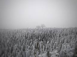 Black and white field of flowers. Winter Sunflowers Trees Mist Field Flowers Austria Hd Wallpaper Wallpaperbetter