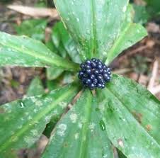 Image result for Stanfieldiella imperforata