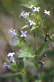 Image result for Pearsonia sessilifolia