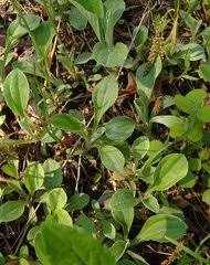 Image result for Pleiotaxis argentea