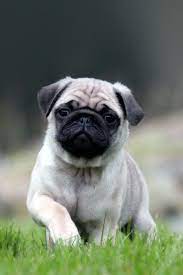 Cute Pug Running On Grass Iphone 4s Wallpaper Pug Wallpaper Pugs Pug Puppies