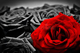 335 70 rose winter rose. 6 120 043 Black White Photos Free Royalty Free Stock Photos From Dreamstime