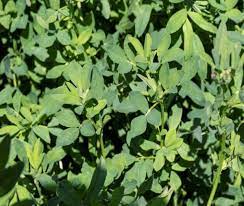 Here's another beard shot, courtesy of bug Alfalfa Establishment And Management Alabama Cooperative Extension System