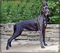 Our akc full european great danes come from champion french, russian, italian, german, and polish lines. Vulpine Great Danes Euro Vs American
