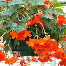 18 Plants Perfect For Hanging Baskets Hanging Plants Hanging Flower Baskets Hanging Plants Diy