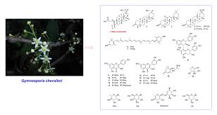 Image result for Gymnosporia heterophylla