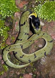 Green Keelback Macropisthodon Plumbicolor Reptiles And Amphibians Reptile Snakes Snake Lovers