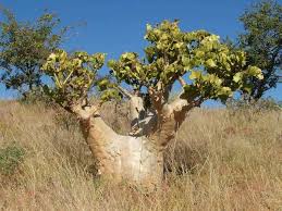 Image result for Cyphostemma paucidentatum