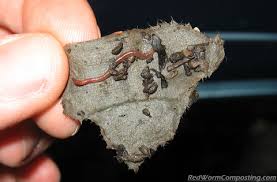 4.2 out of 5 stars. Baby European Nightcrawlers Have Arrived Red Worm Composting