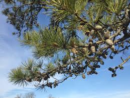 Pine tree art tree print shelter concept art plant leaves survival creatures sketches art prints. Tree Of The Month Pitch Pine Shelter Island Friends Of Trees