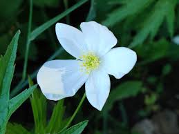 Image result for Aneilema chrysopogon