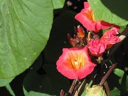 Image result for Stictocardia beraviensis