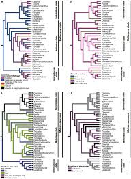 Image result for Lepidotrichilia