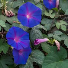 Image result for Ipomoea polymorpha