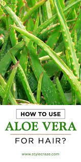 How To Use Aloe Vera For Hair Aloe Vera Gel For Hair Growth Aloe Vera For Hair Hair Care Growth