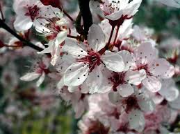 It is typically planted for both its visual interest and profusion of spring. Prunus Cerasifera Atropurpurea Atropurpurea Flowering Plum Purple Leaf Cherry Plum Purpleleaf Plum Purple Leaved Plum North Carolina Extension Gardener Plant Toolbox