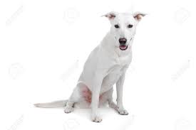 White husky lab mix aka labrador is a crossbreed of siberian husky with a labrador retriever. Mixed Breeds White Shepherd And Labrador Dog Isolated On A White Background Stock Photo Picture And Royalty Free Image Image 8413978