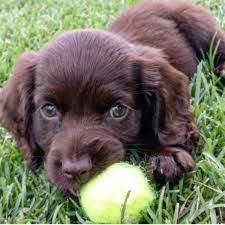 Our listings are from top breeders from around the country. Ramblewood Kennels Boykin Spaniel Boykin Spaniel Breeder In Andrews South Carolina