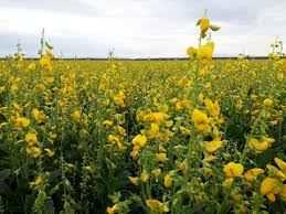Image result for Crotalaria spectabilis