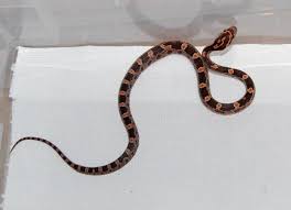 Pin On Snake Patterns Colors