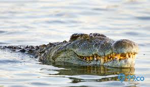 Ratu buaya putih sumarna (sundjoto adibroto), pawang buaya, merebut jimat teman seperguruannya yang bisa membuat pawang menundukkan buaya seganas apapun. 11 Arti Mimpi Buaya Yang Sebenarnya Banyak Yang Salah Kaprah