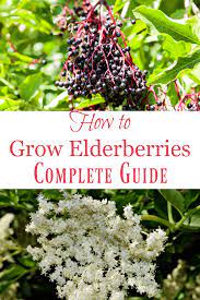 How To Grow Elderberries Planting Tips Elderberry Plant Elderberry Growing Organic Horticulture