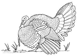1001 Coloringpages Animals Birds Turkey Coloring Page Turkey Coloring Pages Turkey Drawing Bird Coloring Pages