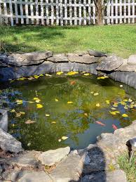 $5 (waimanalo) pic hide this posting restore restore this posting. Just Moved Into A House With This Pond In The Back Can Someone Direct Me To Resources On How To Take Care Of It I Know Nothing About Fish Goldfish