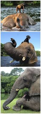 Awww So Animals Animals Beautiful Elephant