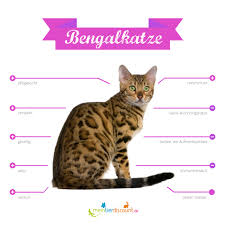 Die bengalkatze ist allerdings nicht geeignet, wenn man seine ruhe möchte und die katze nur mal kurz zum menschen kommen soll. Bengalkatze