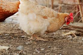 Check spelling or type a new query. Orpington Buff Orpington Breed Profile