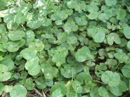 Image result for Dichondra