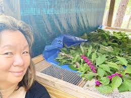 Harvested and drying beauty.berries today to make bug repellent later.