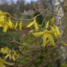 Image result for Oleaceae