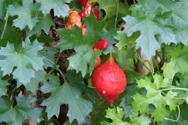 Image result for Momordica balsamina