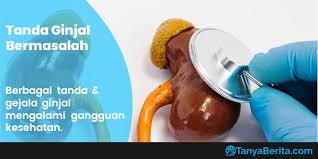 Walaupun kita masih boleh hidup tanpa buah pinggang, namun banyak fungsi buah pinggang yang perlu dikekalkan bagi membolehkan kita hidup dengan sihat dan normal. 7 Tanda Ginjal Bermasalah Dengan Kesehatan Yang Perlu Diwaspadai Tanya Berita