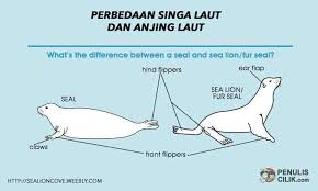 We did not find results for: Perbedaan Singa Laut Dan Anjing Laut Dari Ciri Cirinya Penulis Cilik