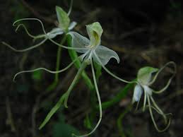 Image result for Bonatea