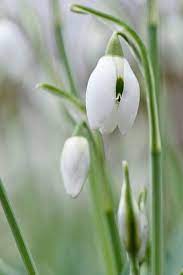 110202 184 Galanthus Nivalis Flore Pleno Jpg Flores Jpg Plants