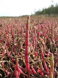 Image result for Sarcocornia