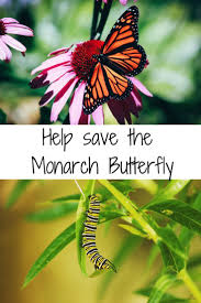 Help Save The Monarch Butterfly Garden Of Aquarius Monarch Butterfly Garden Monarch Butterfly Butterfly Plants
