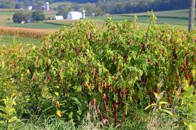 The pokeweed, also known as pokeberry or inkberry, is a perennial plant native to the north american continent. Phytolacca Americana Wikipedia