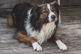 We did not find results for: Collie Dog Pictures Download Free Images On Unsplash