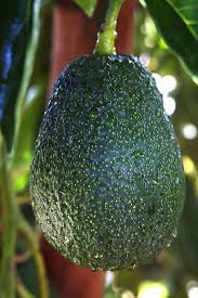 Image result for Light Avocado 1983 Fedders