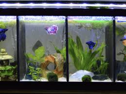 They're the perfect blend of beauty, personality, and deathly fighting skills. Useful Insights Into The Aquarium S Environment Of Your Betta Fish Tank